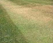 Wake up your Lawn in the Spring & Seasonal Lawn Care Tips