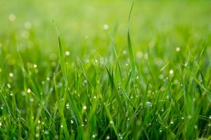 Seeding a new lawn in Southwestern Ontario
