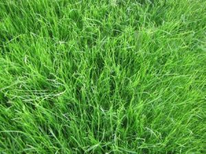 Seeding a new lawn in Southwestern Ontario