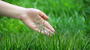 Seeding a new lawn in Southwestern Ontario